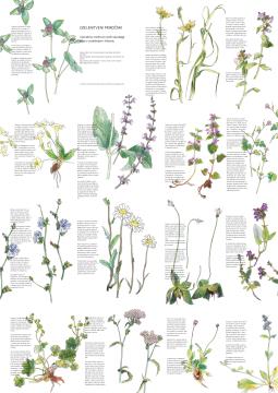 41 greening handbook - flowers Rafael Terpin, design Katja Martinčič